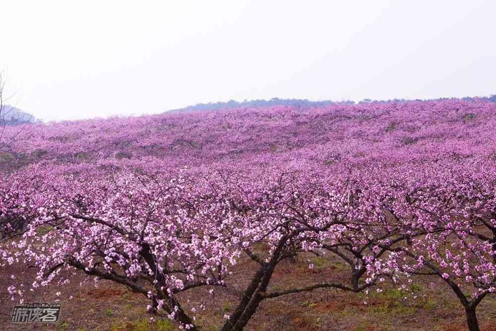 国内看樱花去哪里