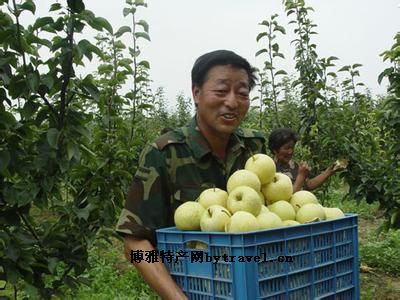 博望坡黄金梨