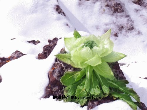 西藏雪莲花