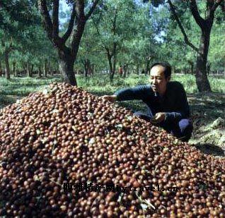 中宁圆枣