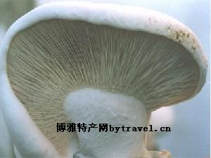 阿魏菇