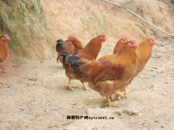 余姚三黄鸡