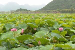 重庆到普者黑旅游报价_普者黑旅游价格_普者黑双飞六日游