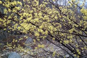 清明节石家庄到北京欢乐谷一日游