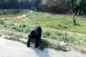 重庆野生动物园旅游报价_野生动物园旅游价格_野生动物园一日游